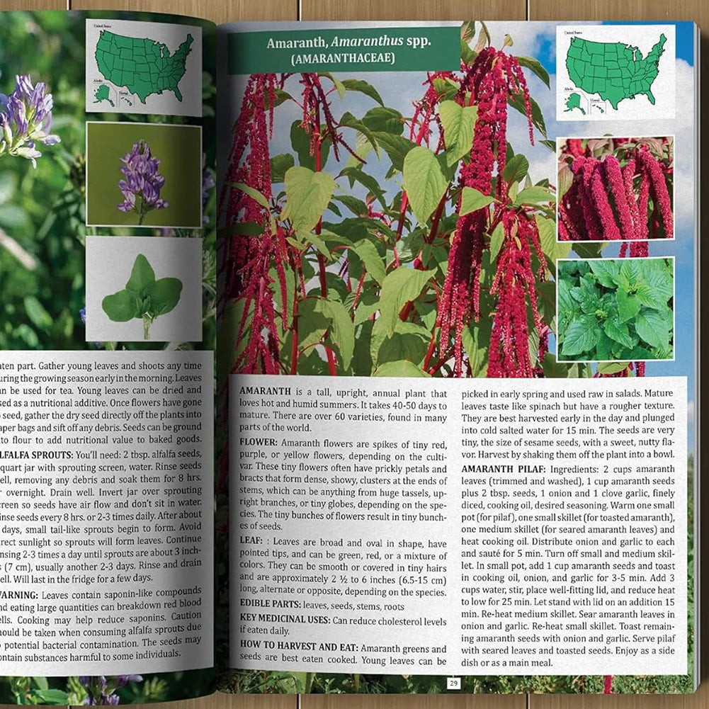 The Forager's Guide to Wild Foods – Identifying Edible Plants (1-4pcs)